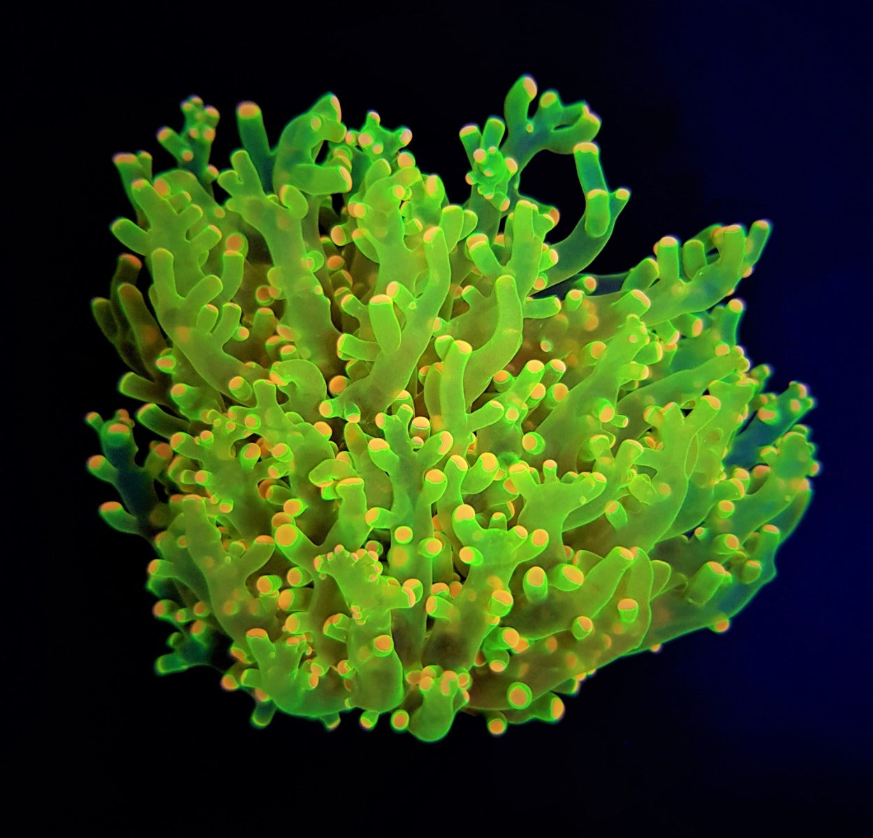 Euphyllia paradivisa (Ultra)