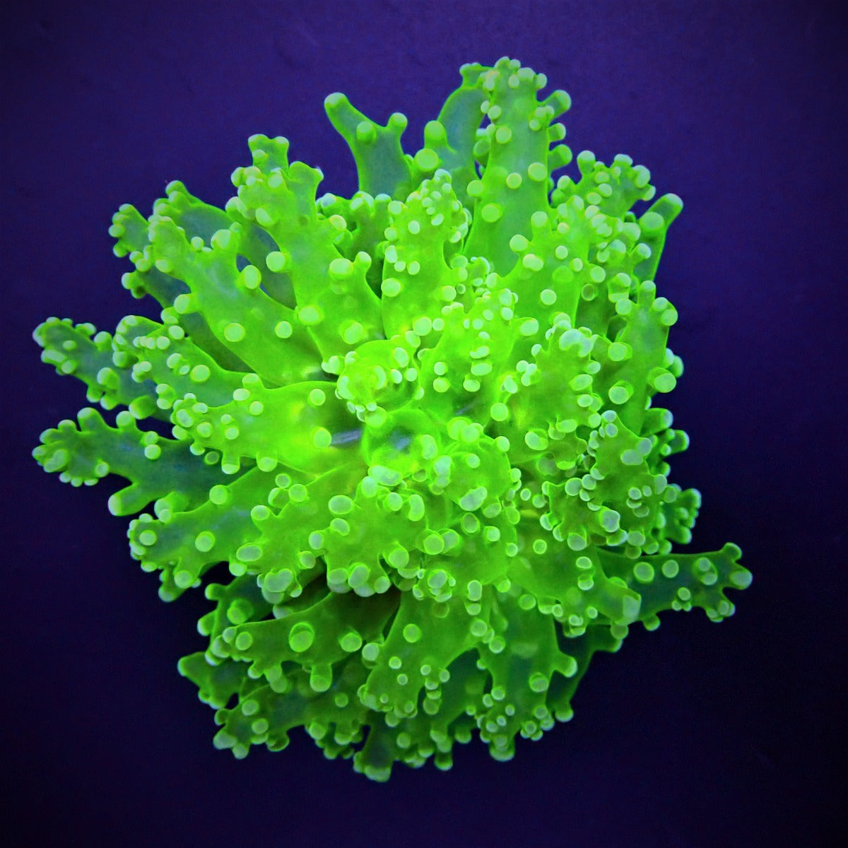 Euphyllia paradivisa (Ultra)