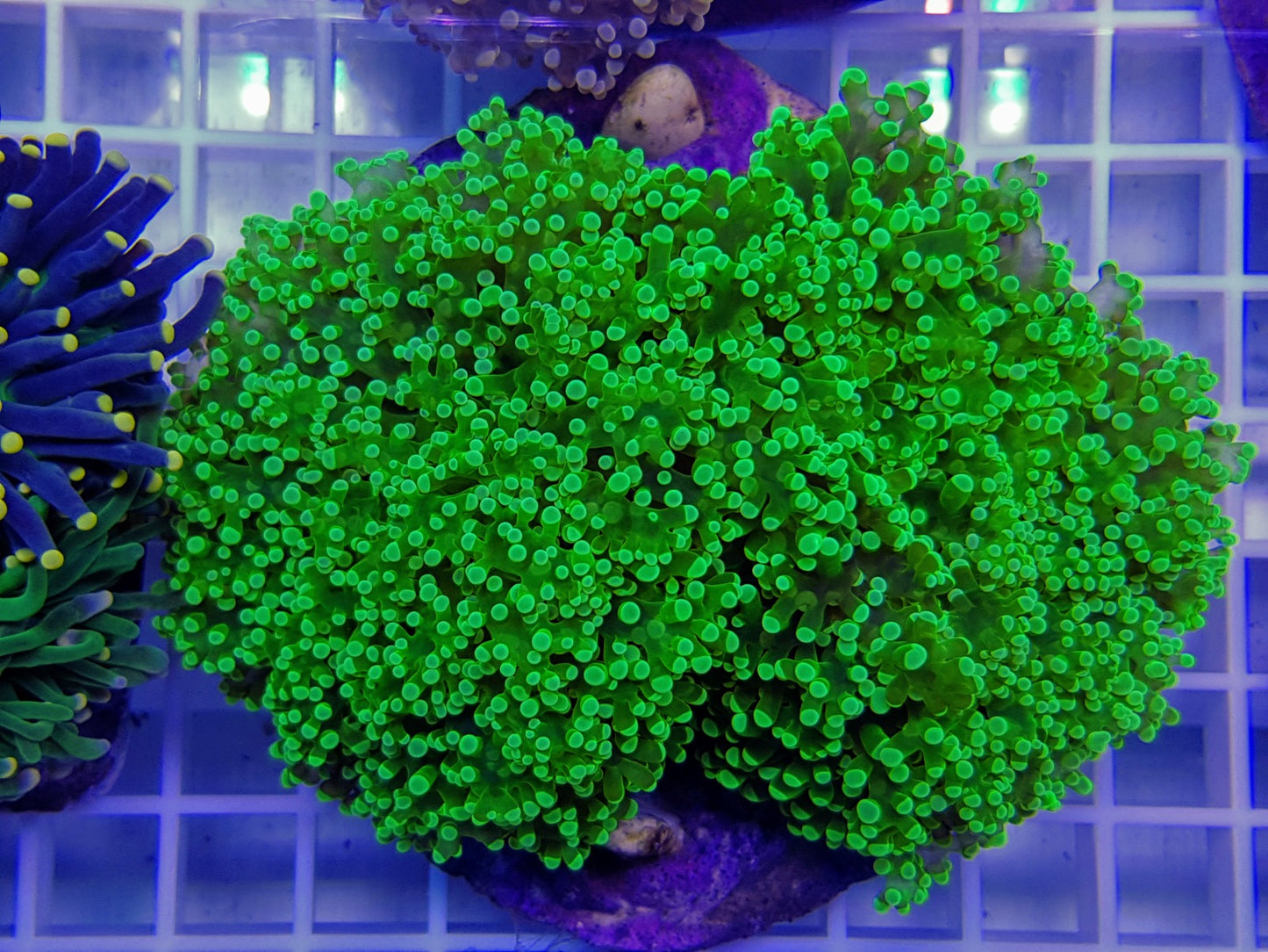 Euphyllia paradivisa (Ultra)