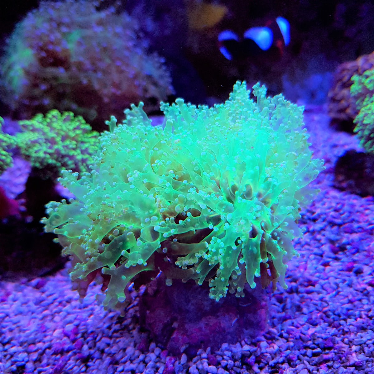 Euphyllia paradivisa (Ultra)