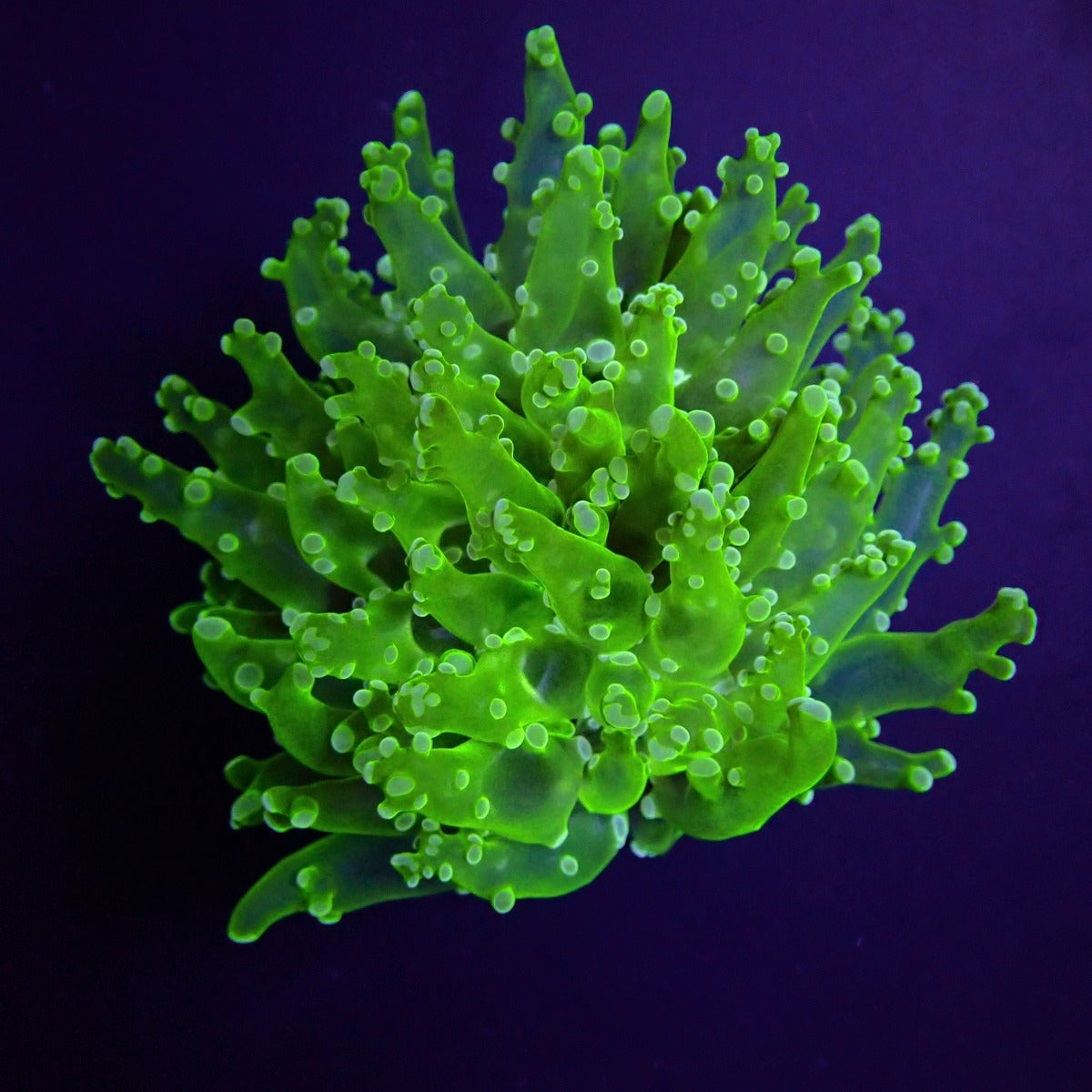 Euphyllia paradivisa (Ultra)