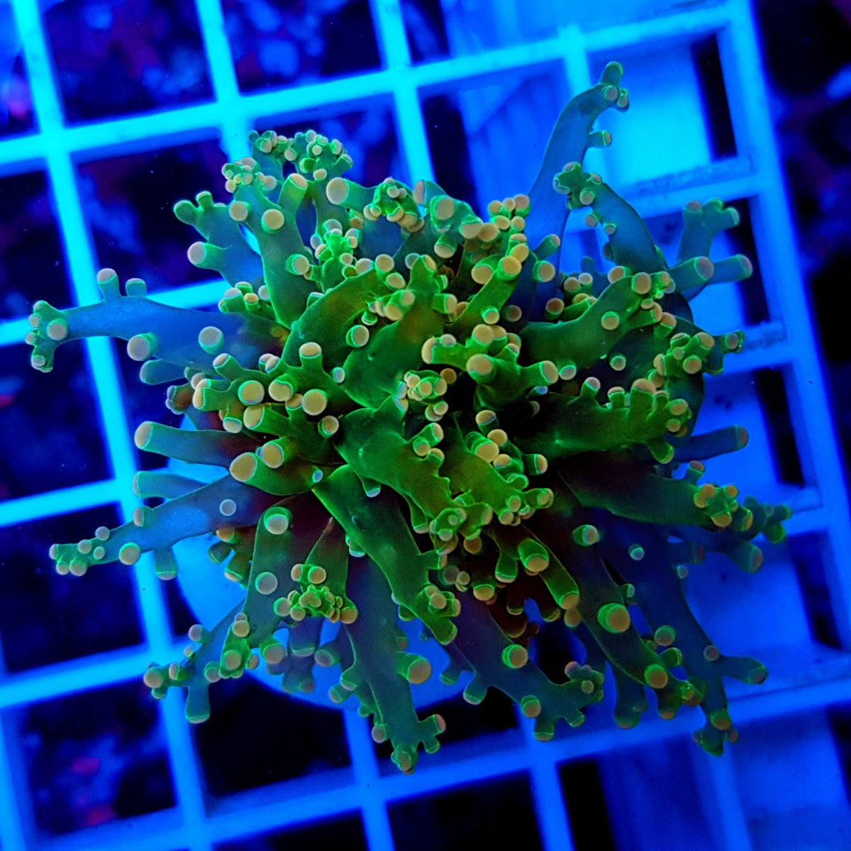 Euphyllia paradivisa (Ultra)