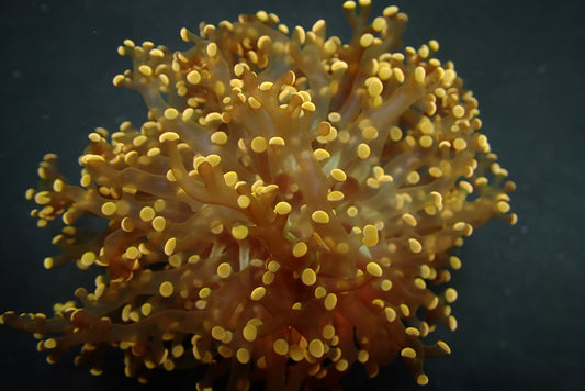 Euphyllia paradivisa (Oranje-Geel)