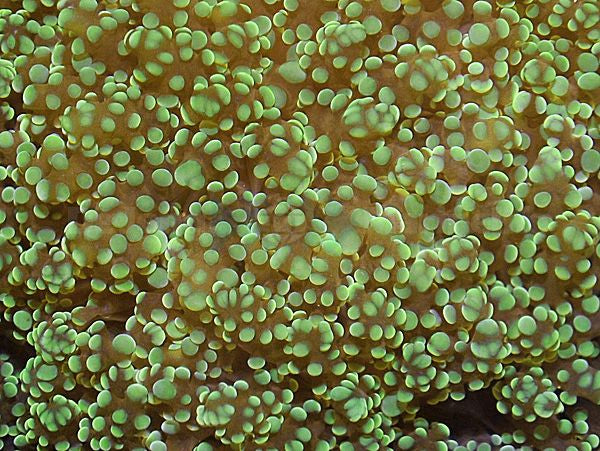 Euphyllia yaeyamaensis (Premium)