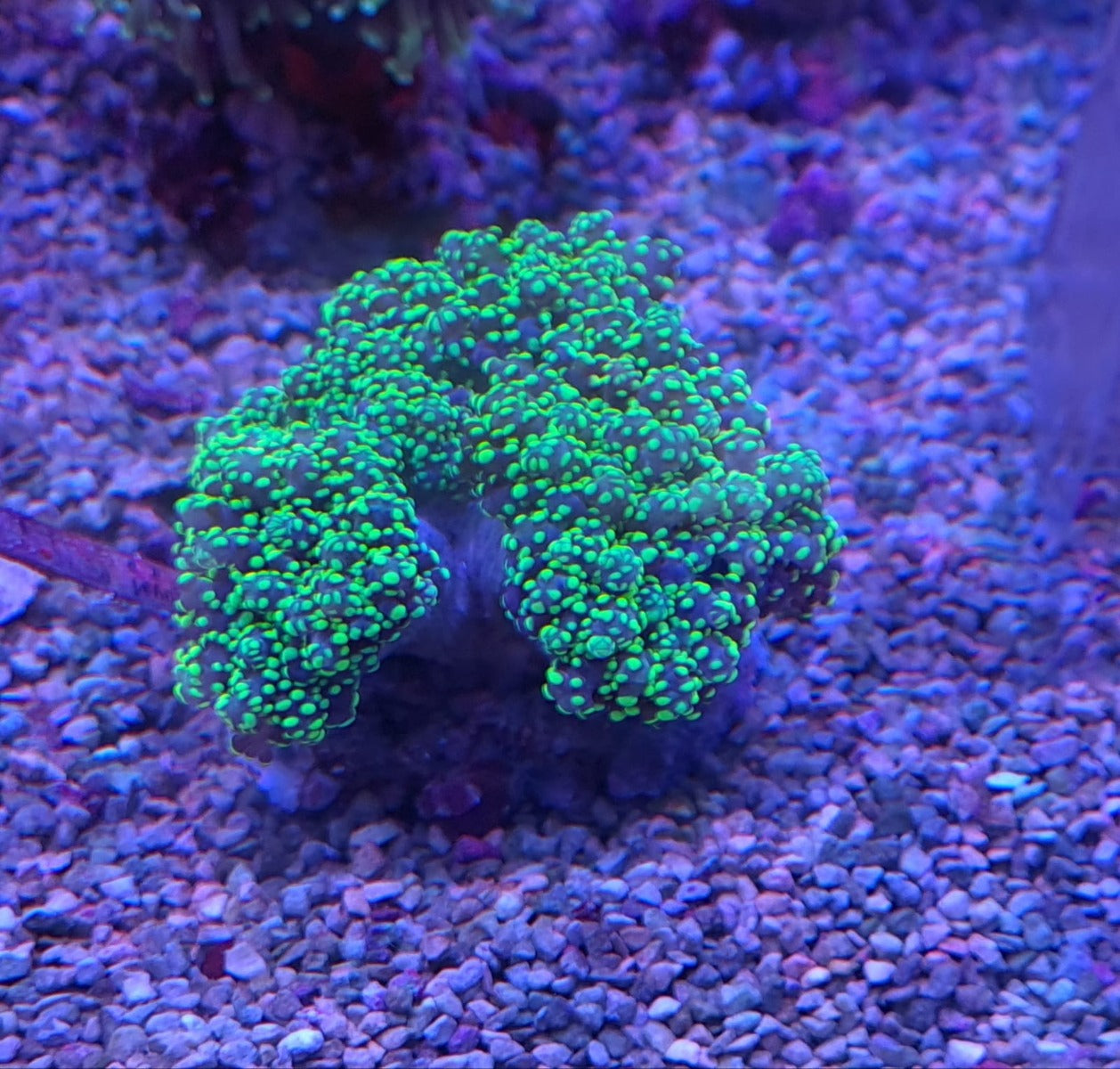 Euphyllia yaeyamaensis (Premium)