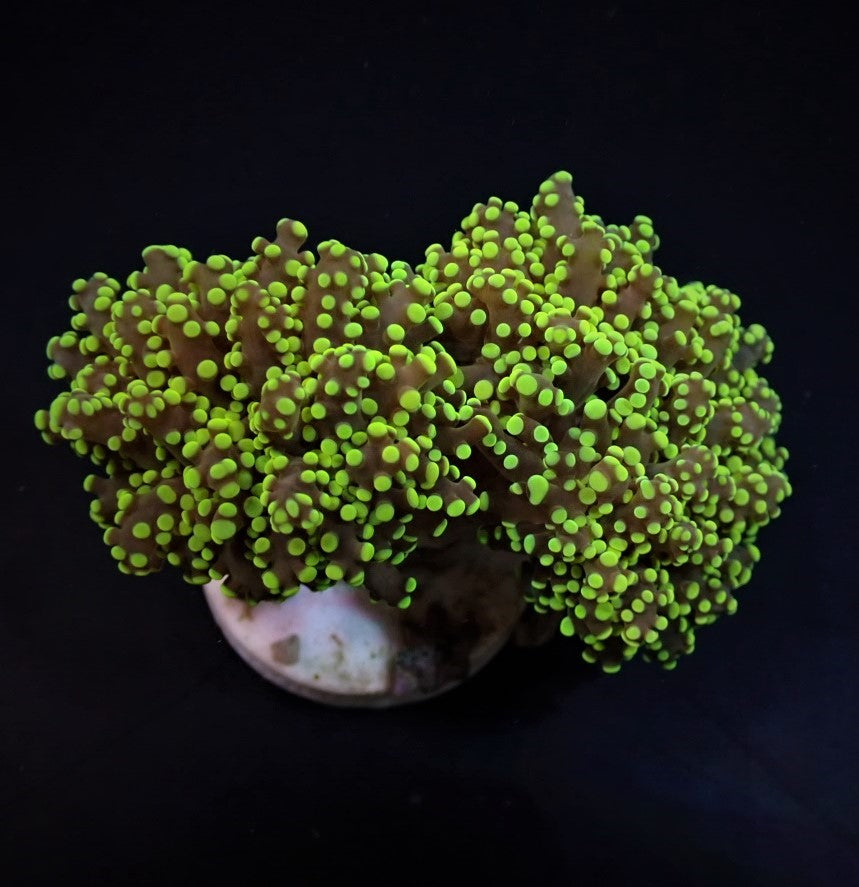 Euphyllia yaeyamaensis (Premium)