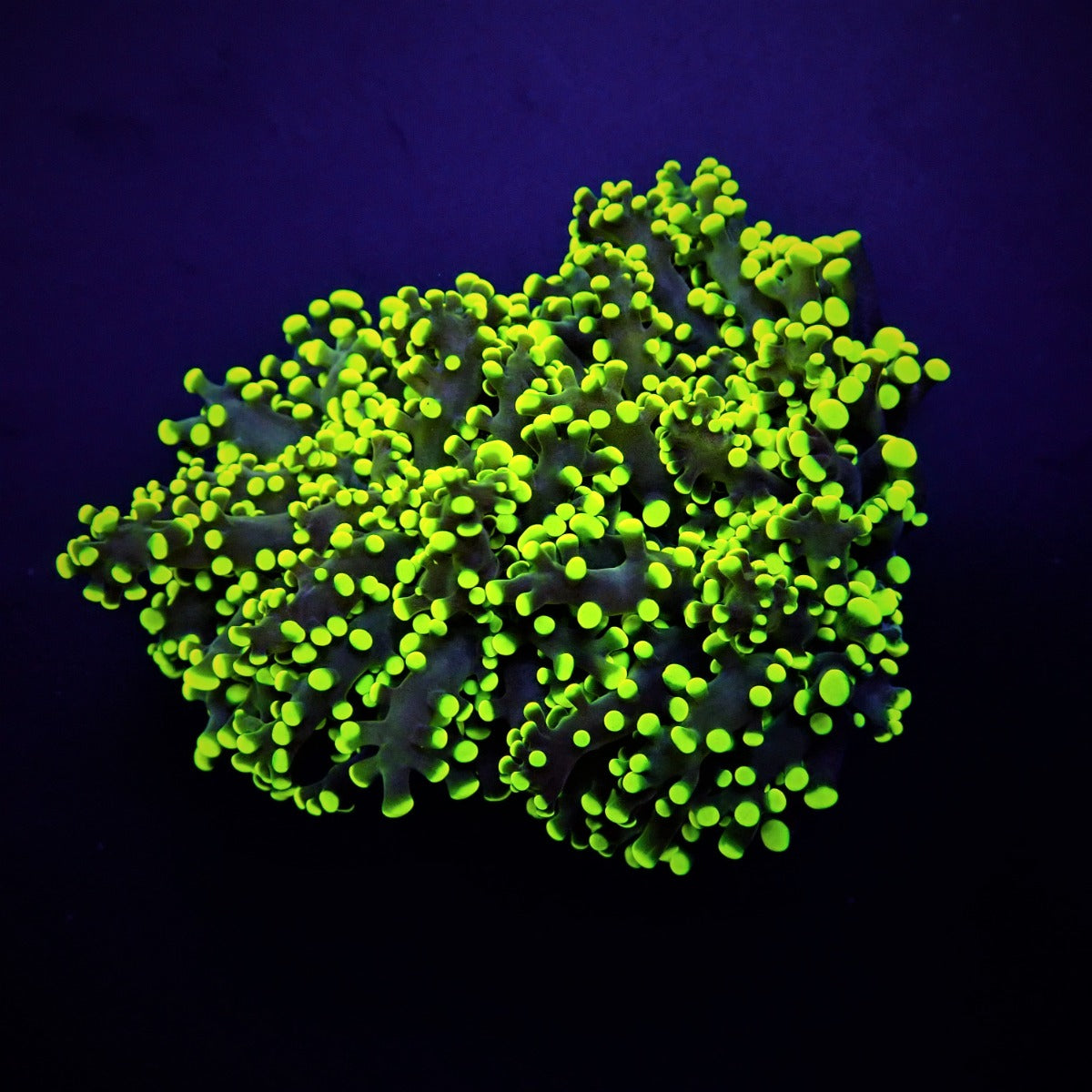 Euphyllia yaeyamaensis (Ultra)