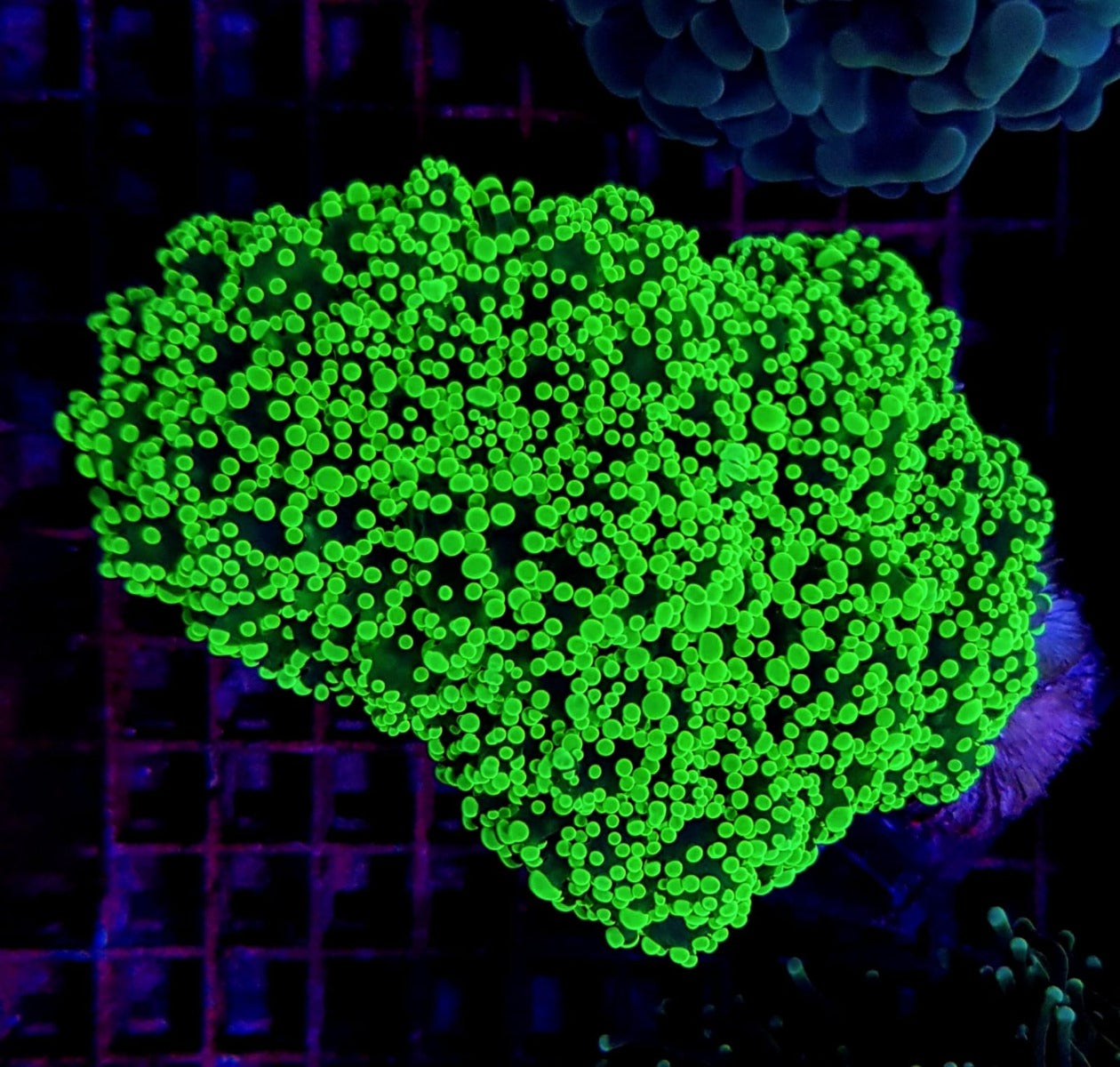 Euphyllia yaeyamaensis (Ultra)
