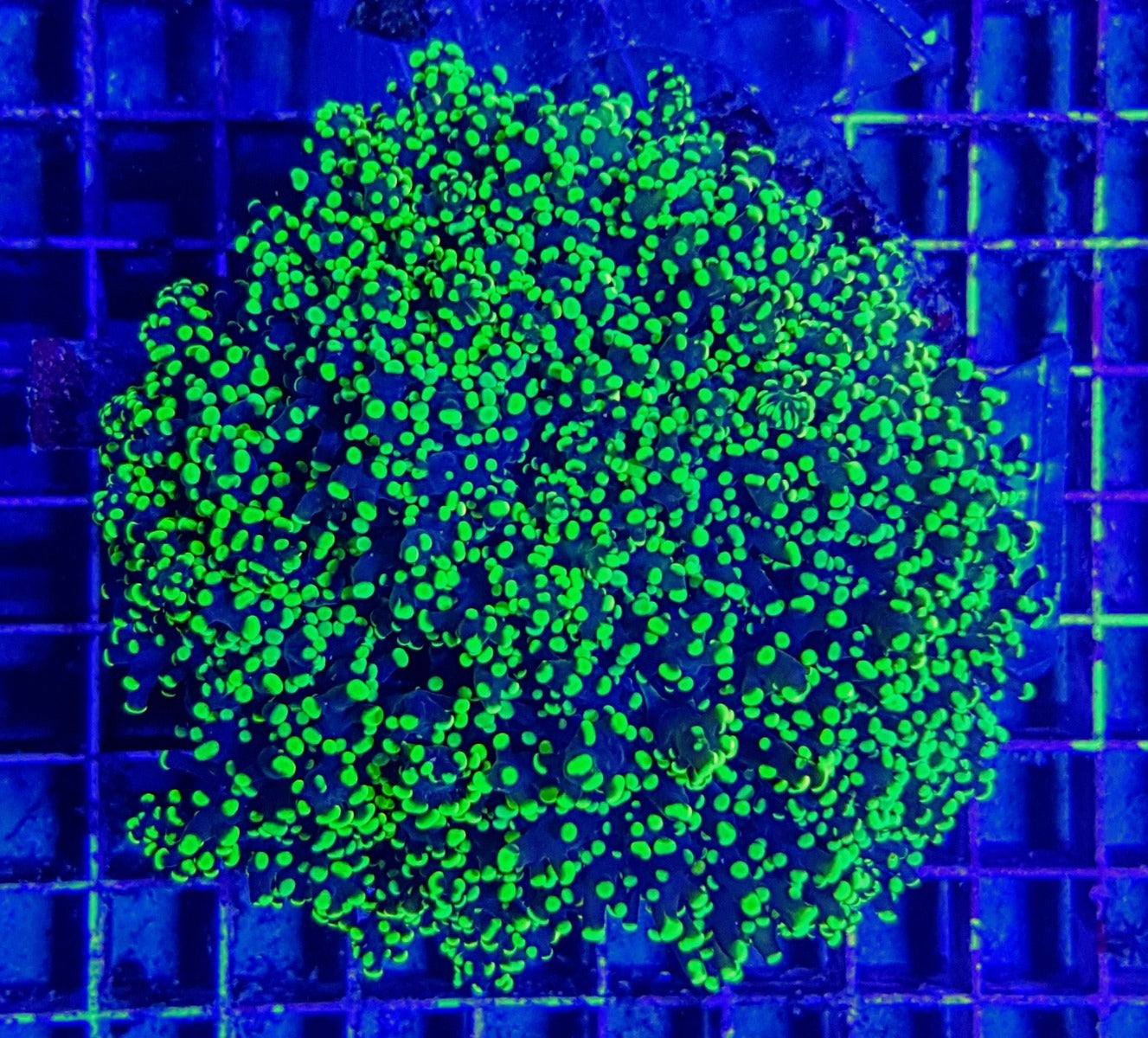 Euphyllia yaeyamaensis (Ultra)