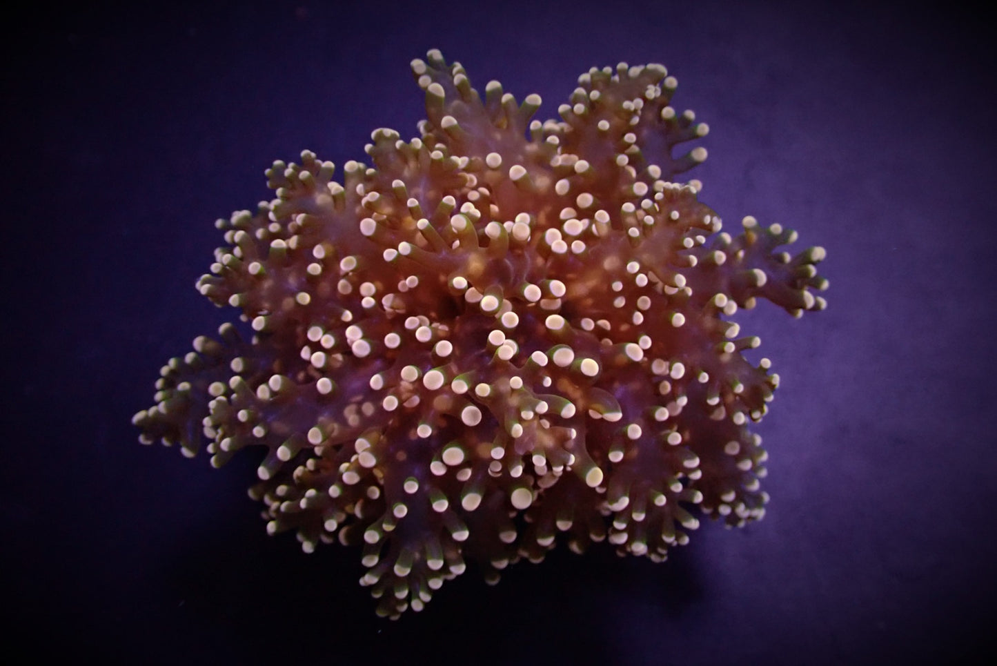 Euphyllia yaeyamaensis (Orange-Yellow)