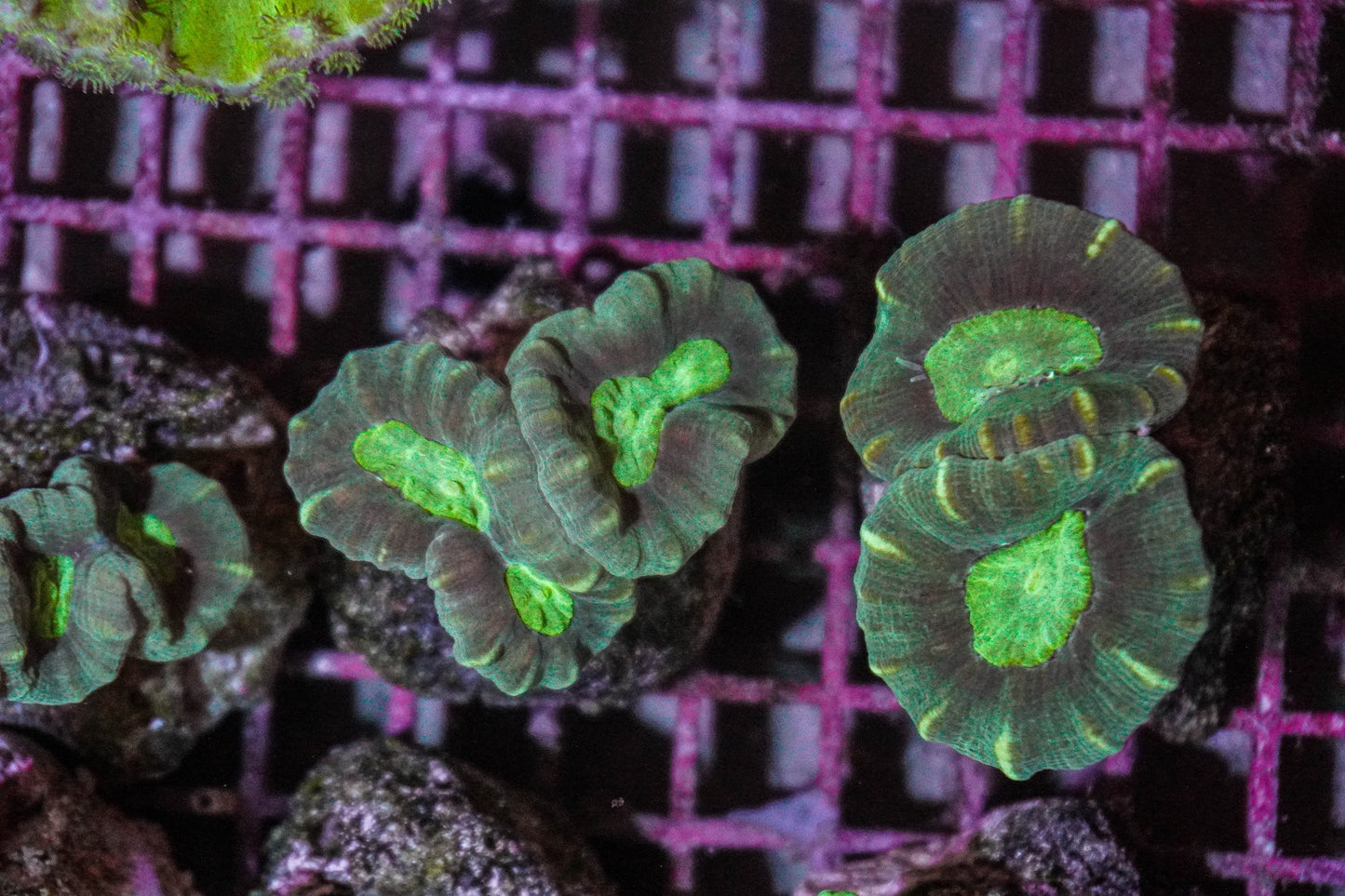 Caulastrea echinulata