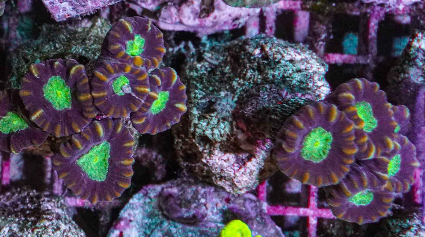 Caulastrea echinulata