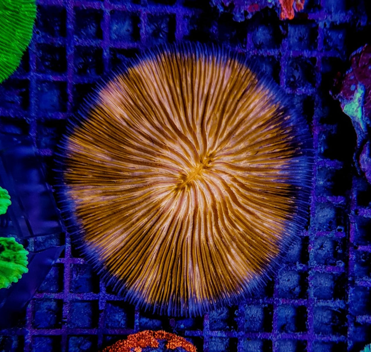 Cycloseris (Orange)
