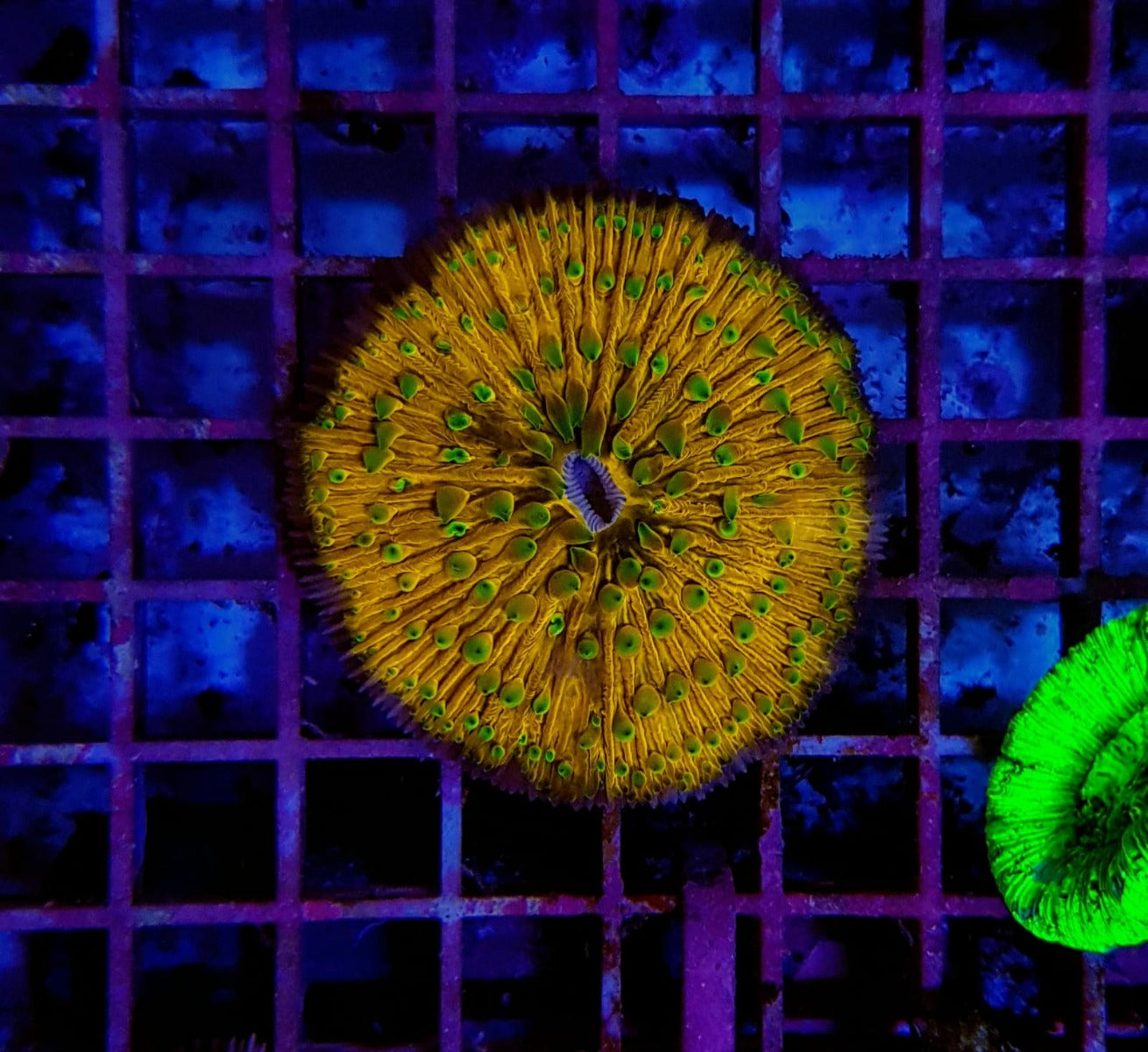 Cycloseris (Premium)