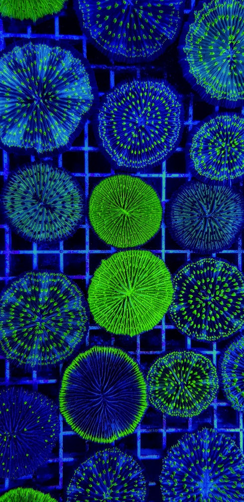 Cycloseris (Green)