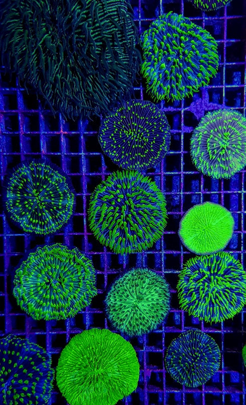 Cycloseris (Green)