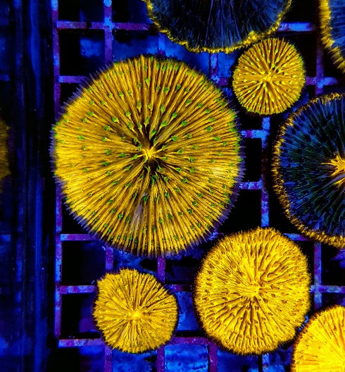 Cycloseris (Orange)