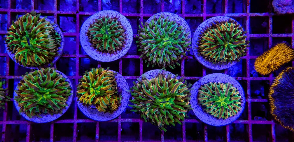 Cycloseris (Rainbow)
