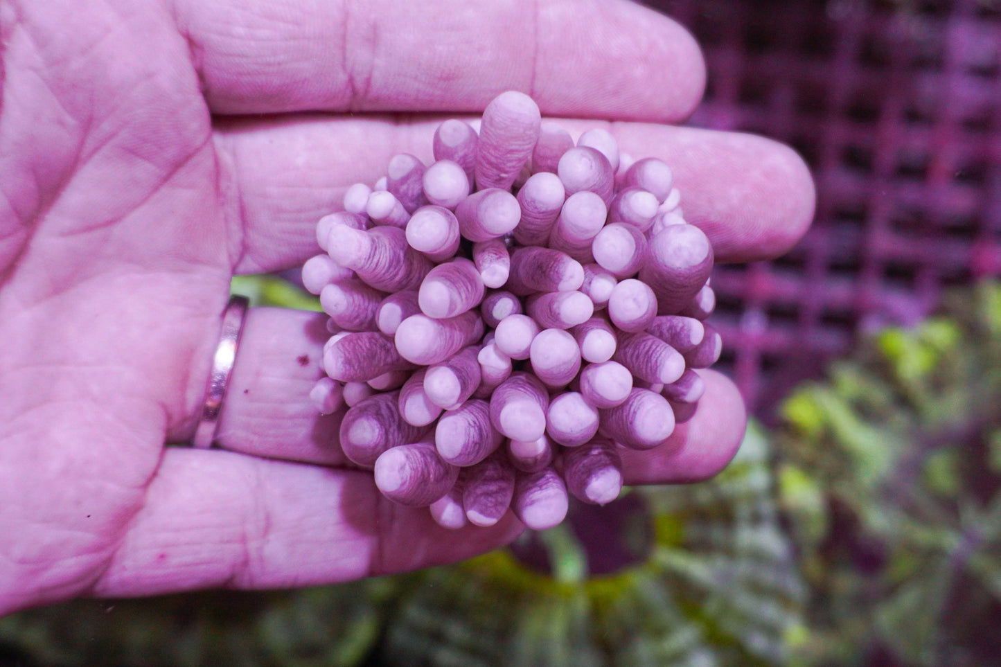 Heliofungia actiniformis