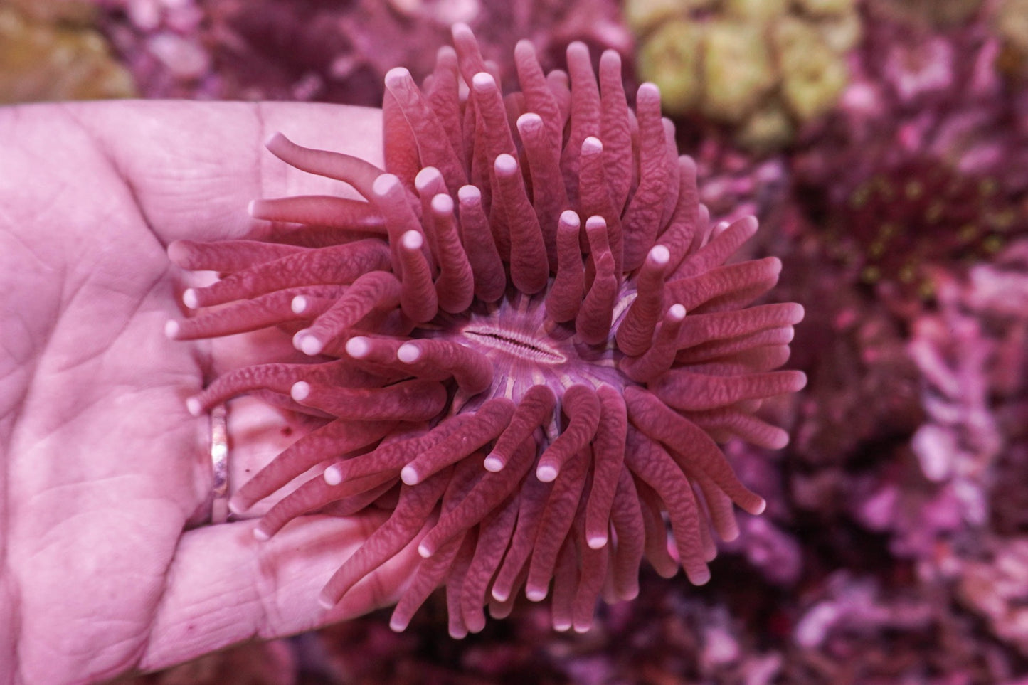 Heliofungia actiniformis