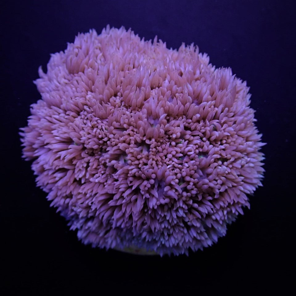 Goniopora spp. (Blauwpaars)