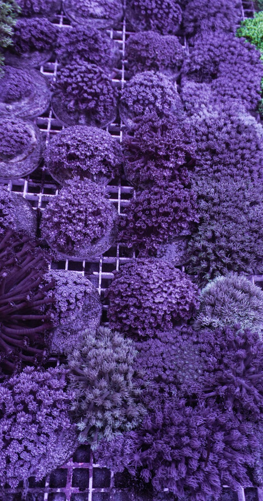 Goniopora spp. (Blauwpaars)