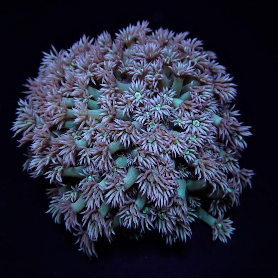 Goniopora spp. (Green-Blue Center)