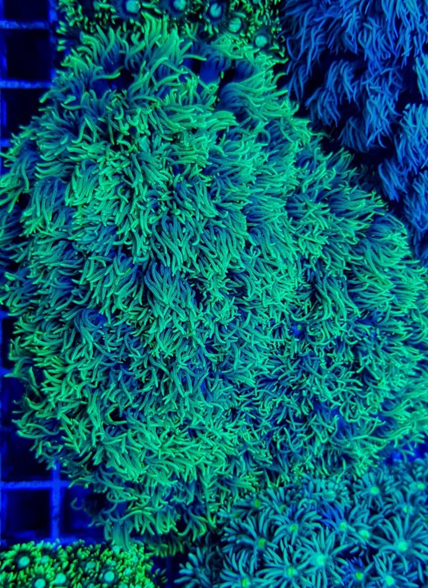 Goniopora spp. (Green-Blue Center)