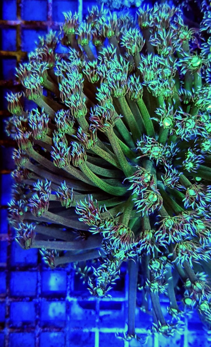 Goniopora spp. (Green-Blue Center)