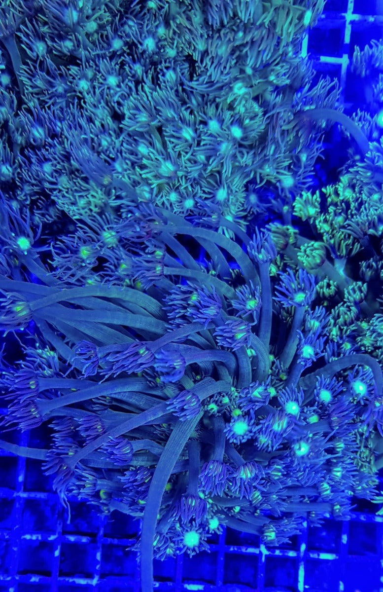 Goniopora spp. (Green-Blue Center)