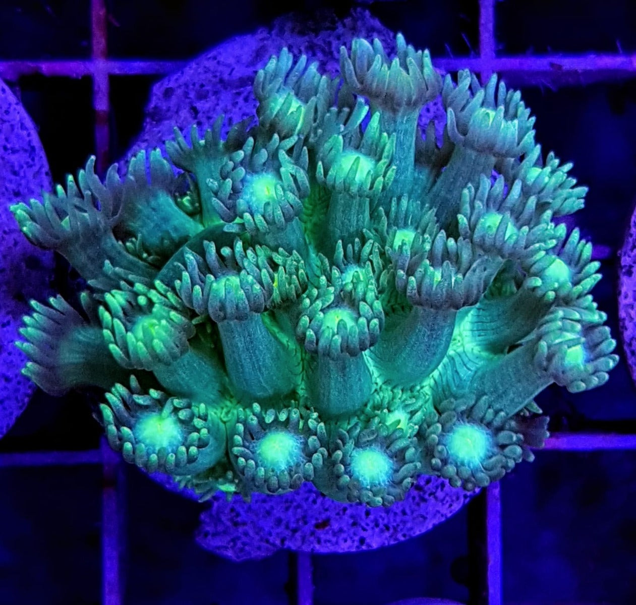 Goniopora spp. (Green-Blue Center)