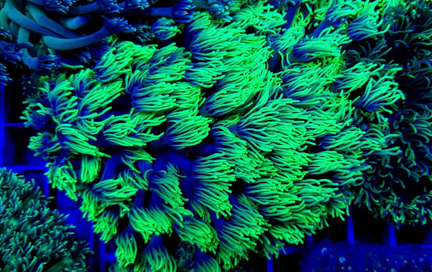Goniopora spp. (Green-Blue Center)