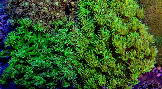 Goniopora soorten (Premium)