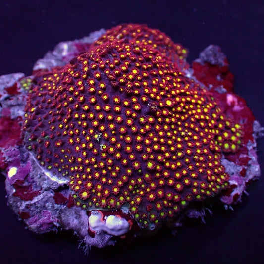 Goniopora spp. (Rood-Geel-Groen Centrum)