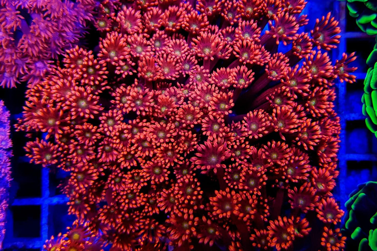 Goniopora spp. (Red-Yellow-Green Center)