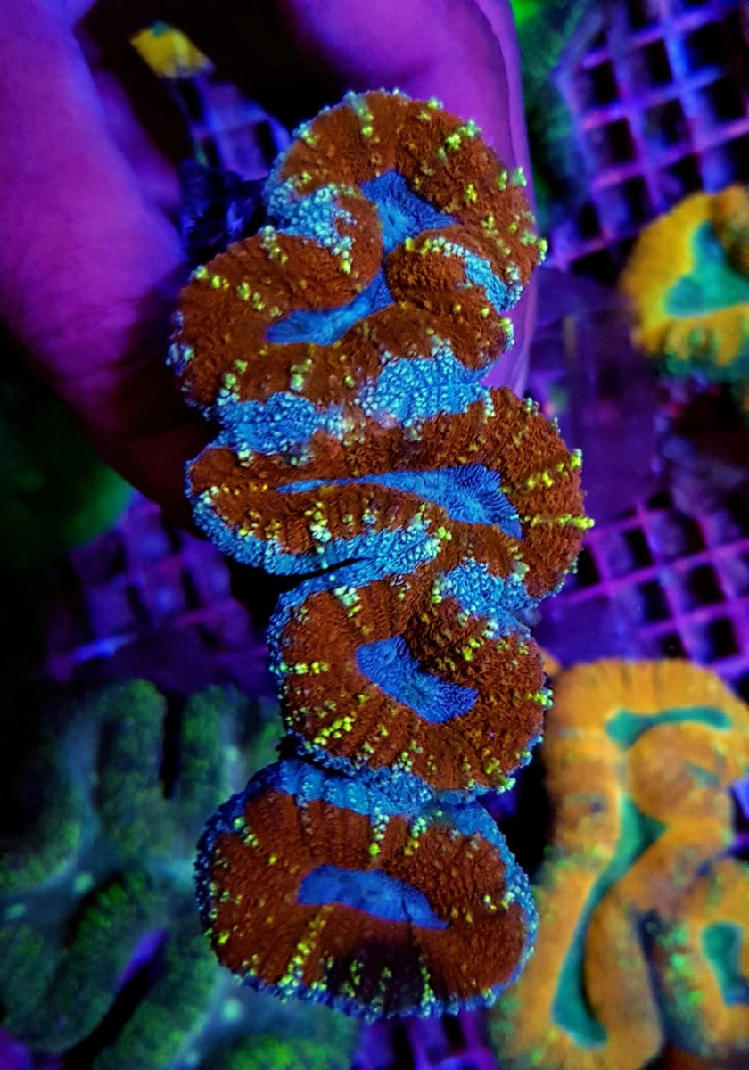 Lobophyllia spp. (Splitcolor)