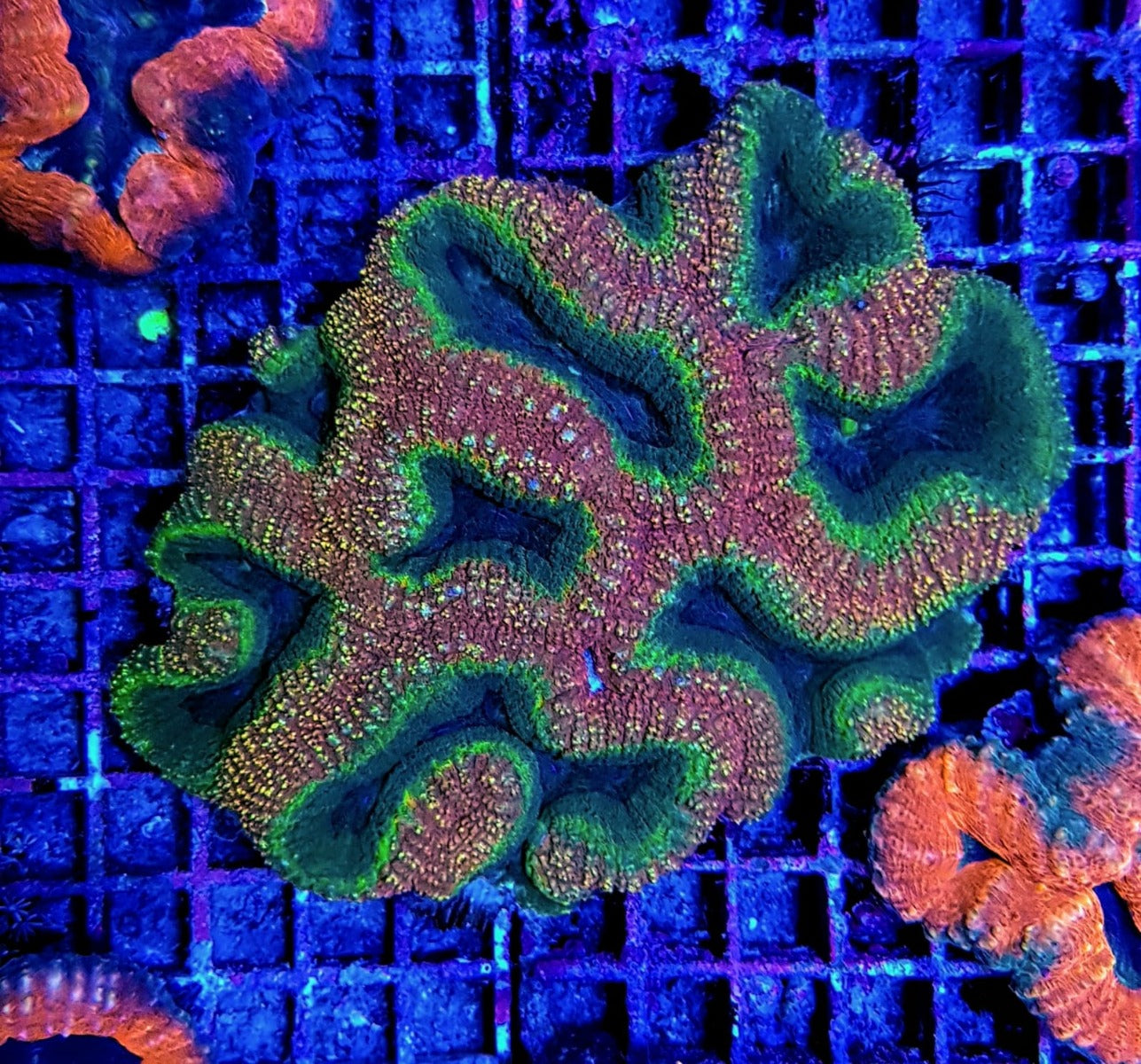 Lobophyllia spp. (Splitcolor)