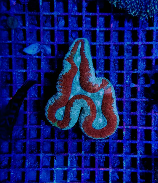 Lobophyllia soorten (Splitcolor)