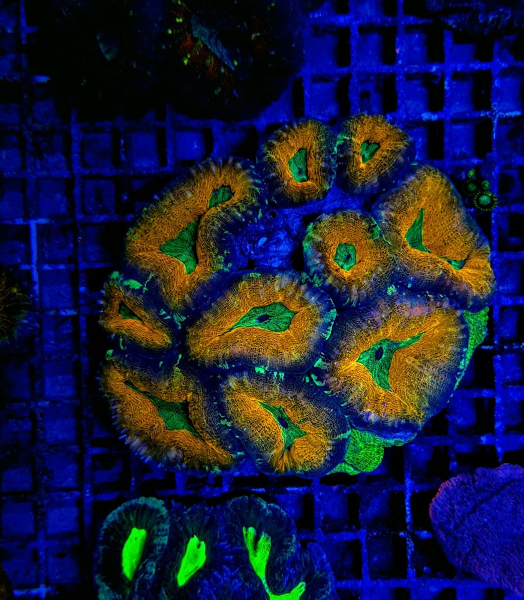 Lobophyllia spp. (Splitcolor)