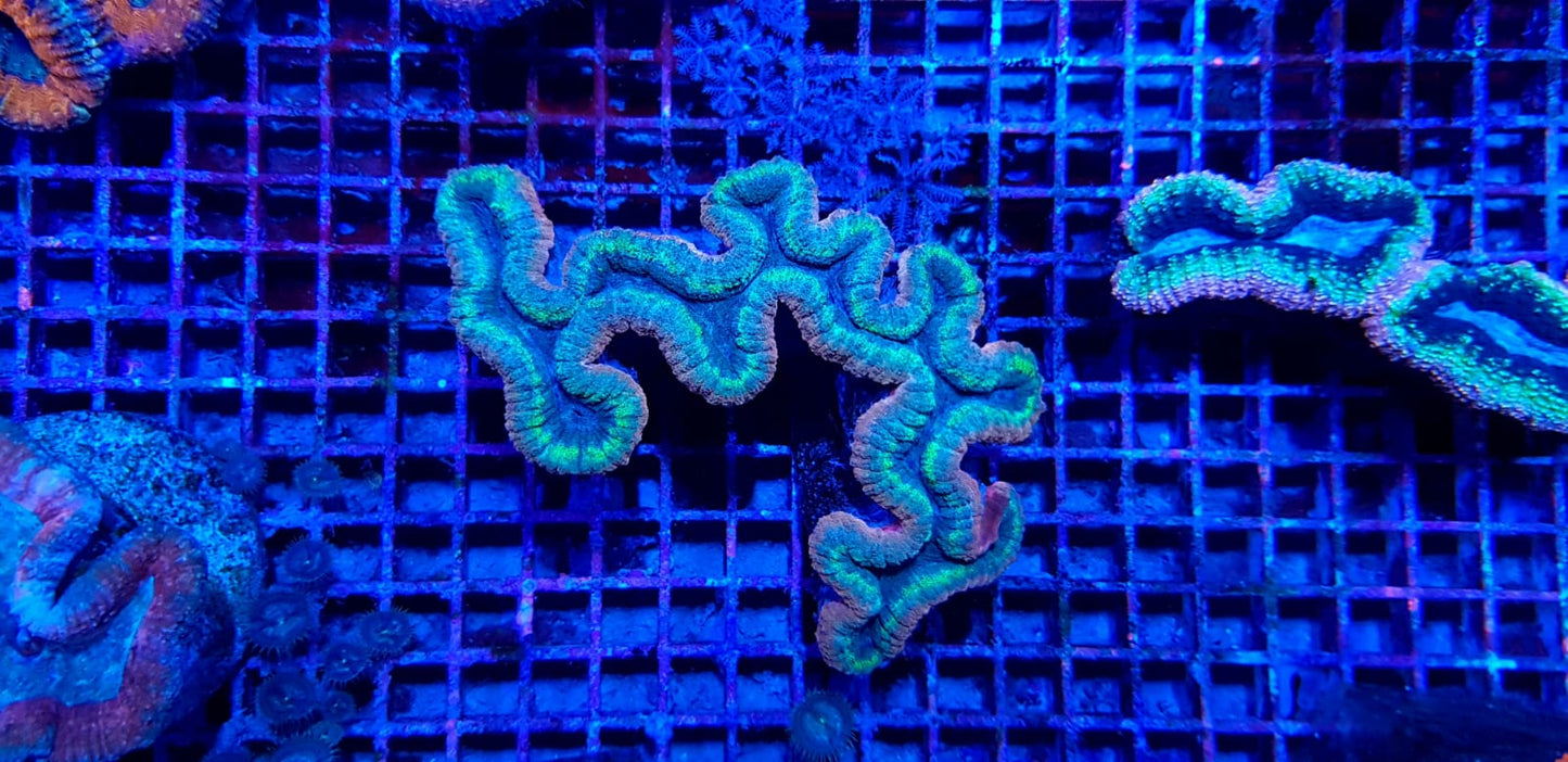 Lobophyllia spp. (Splitcolor)