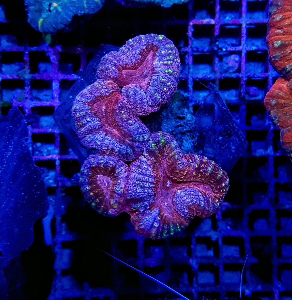 Lobophyllia spp. (Splitcolor)