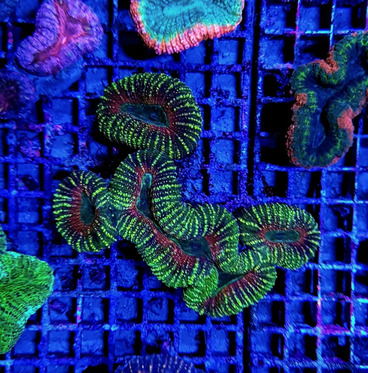 Lobophyllia spp. (Splitcolor)