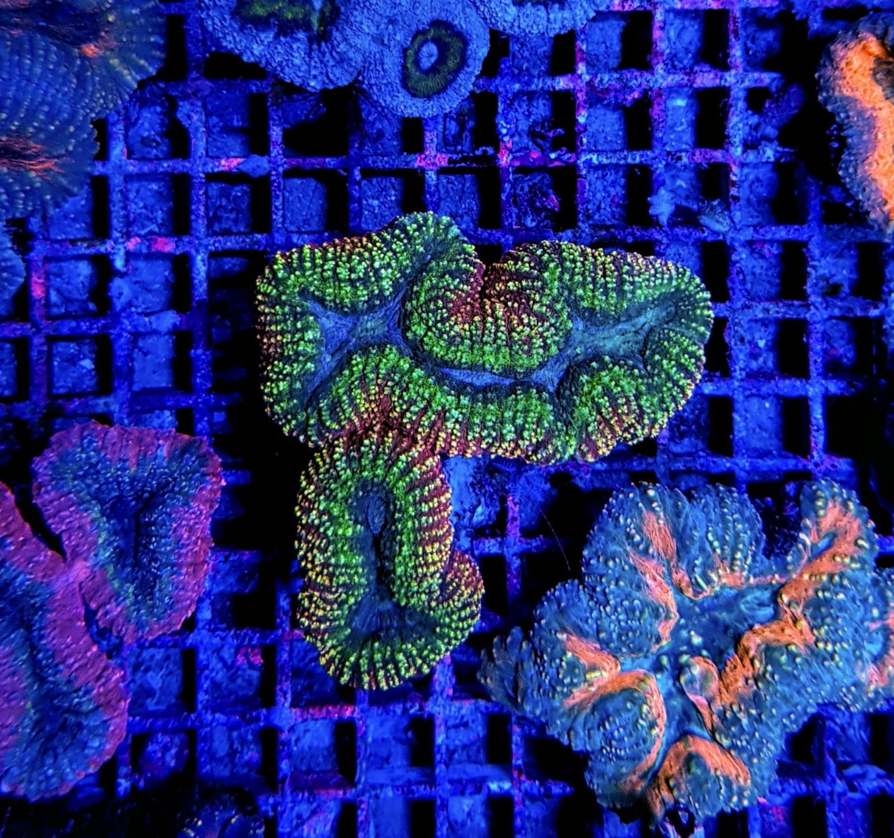 Lobophyllia spp. (Splitcolor)