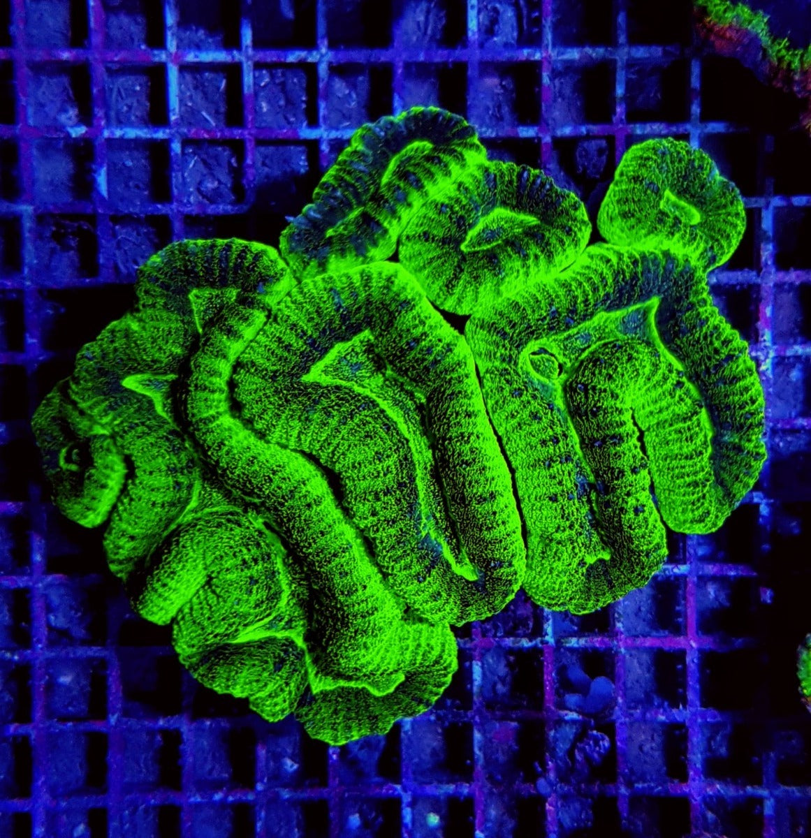 Lobophyllia spp. (Green - Ultra)