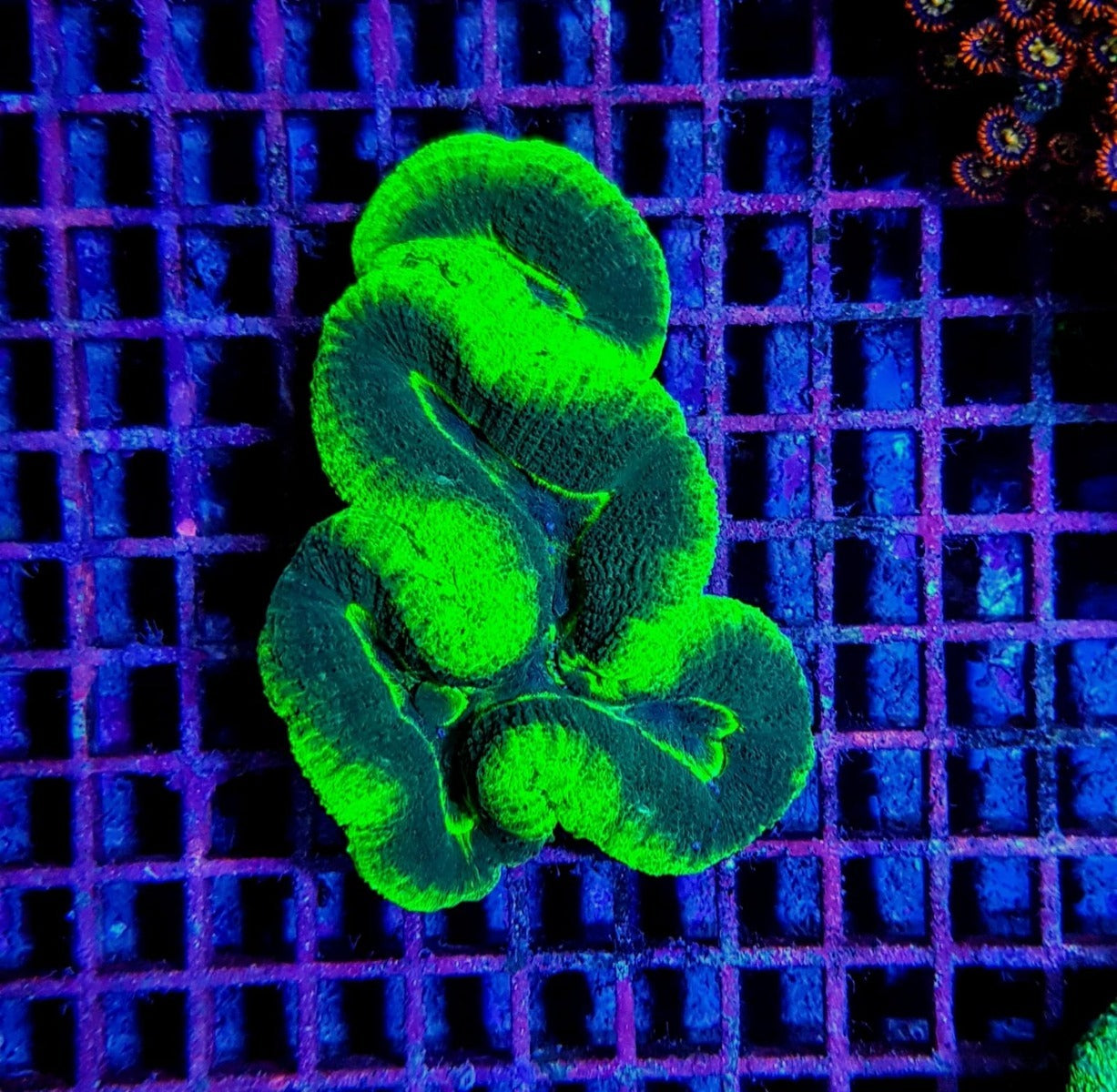 Lobophyllia spp. (Green - Ultra)