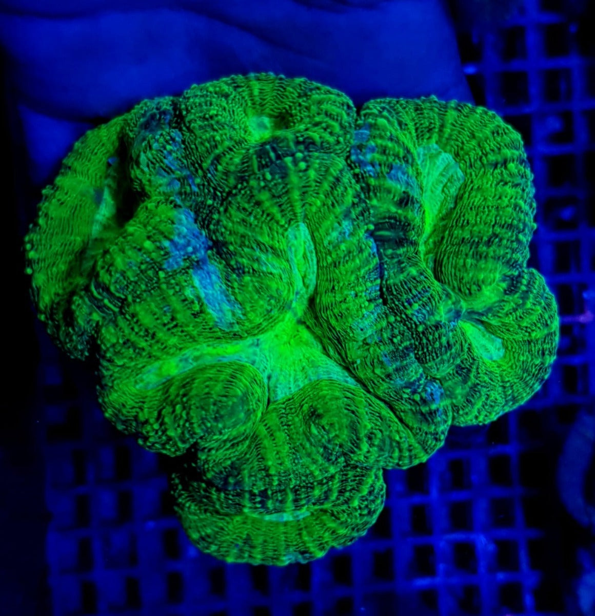Lobophyllia spp. (Green - Ultra)