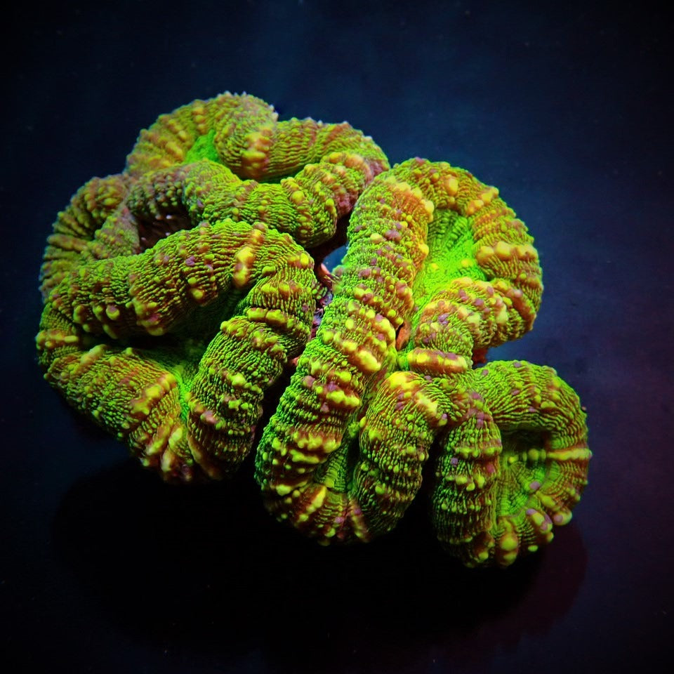 Lobophyllia spp. (Green - Ultra)