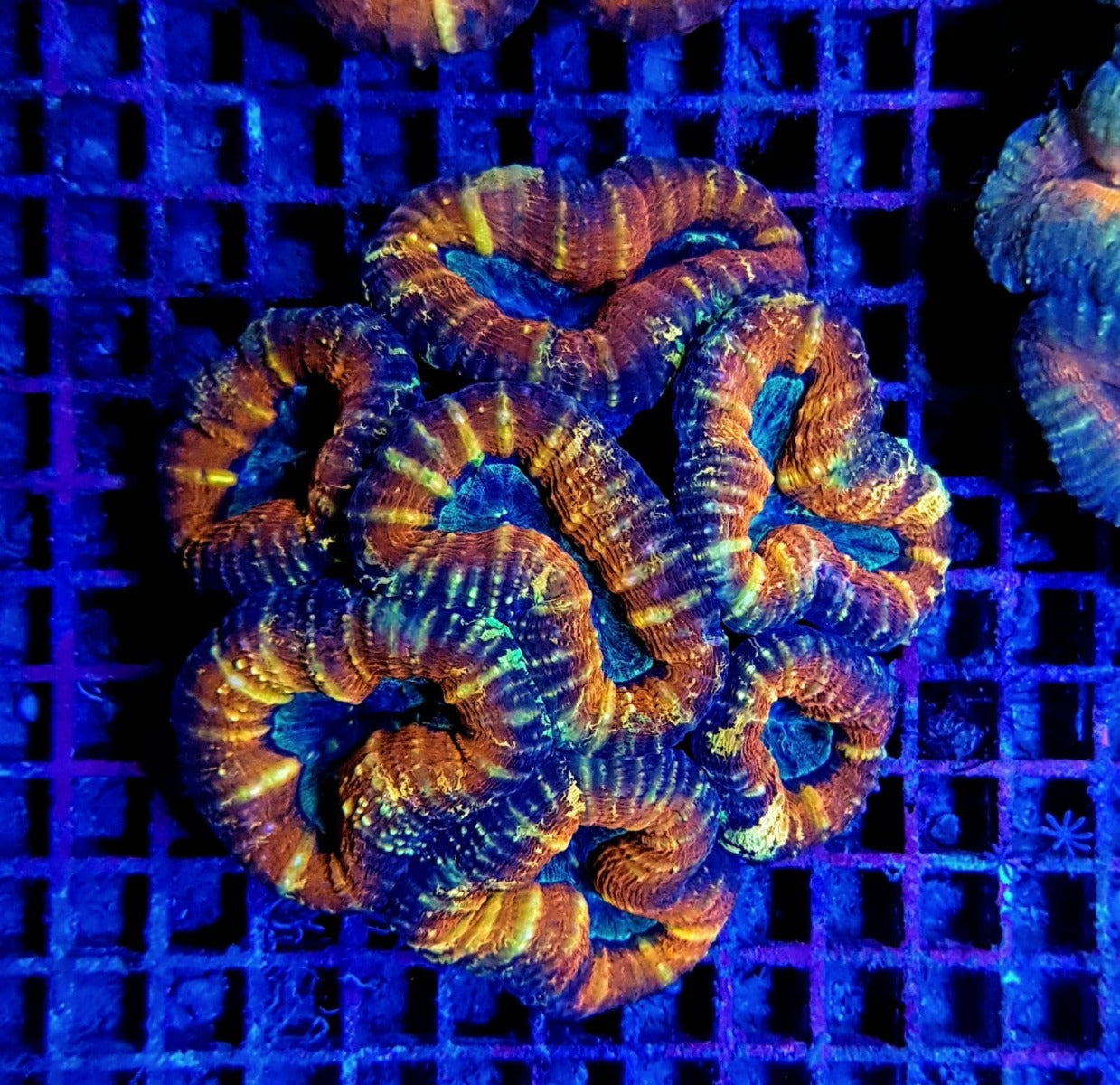 Lobophyllia spp. (Orange-Red - Premium)