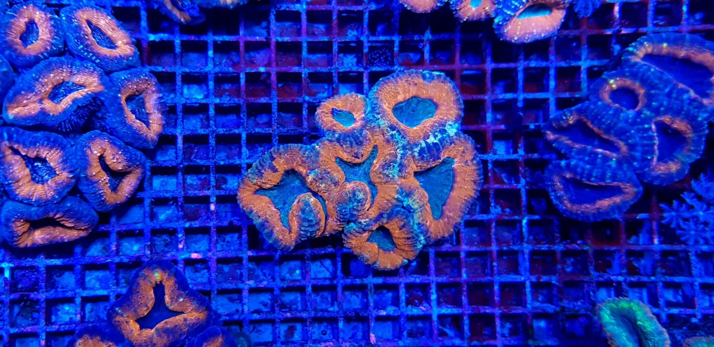 Lobophyllia spp. (Orange-Red - Premium)