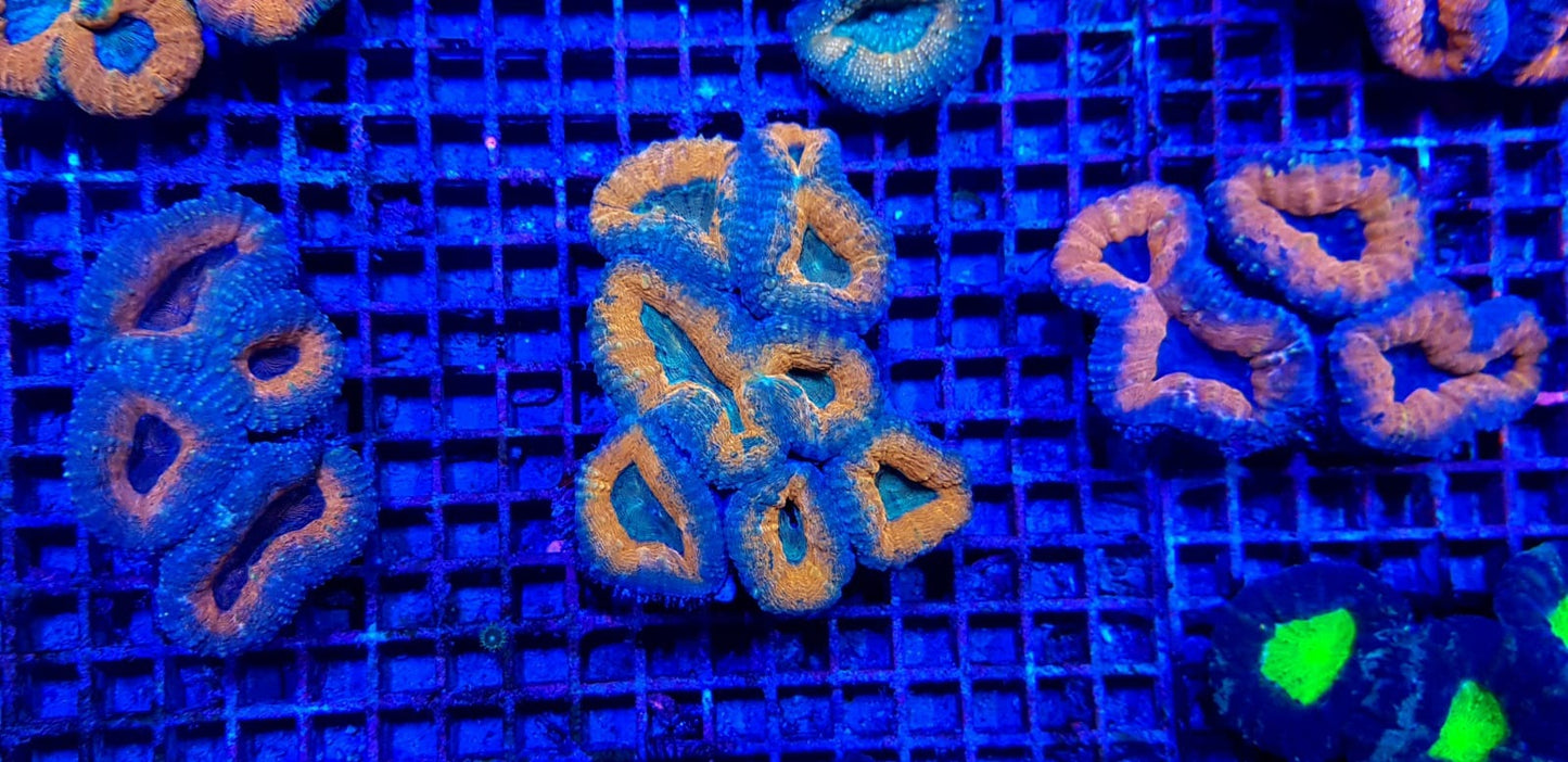 Lobophyllia spp. (Orange-Red - Premium)